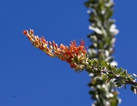 Ocotillo 0255